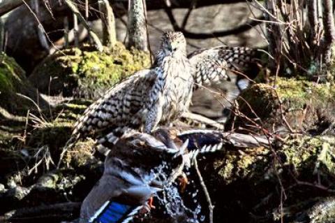 The natural world in action at the Nature Trail in East Hampton, as an immature Cooper’s hawk dragged a mallard to the water’s edge.