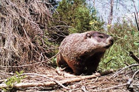 Woodchucks have been making their way east on Long Island. This one was photographed by remote camera last summer outside its Bridgehampton burrow for Jill Musnicki’s “What Comes Around” art installation, part of the Parrish Art Museum Road Show.