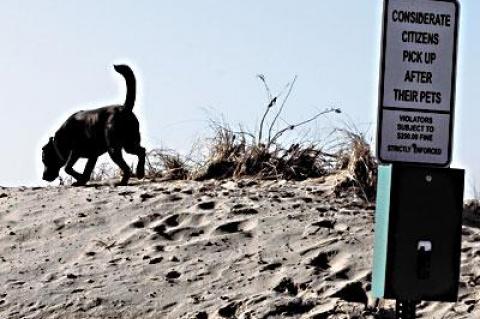 The East Hampton Village Board is considering greater restrictions of dogs on village beaches in the summer months and a requirement that they be kept on leashes.