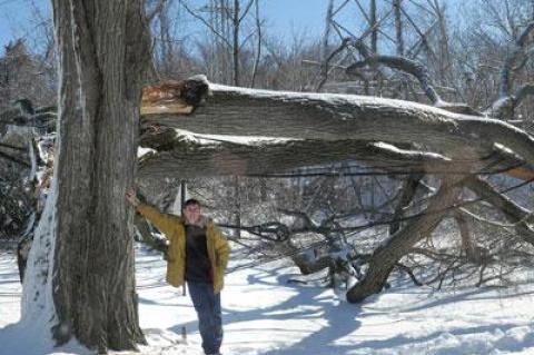 A large tree in front of Tom Steele’s house on Accabonac Road in East Hampton topped during the snowstorm, blocking the road for several days.