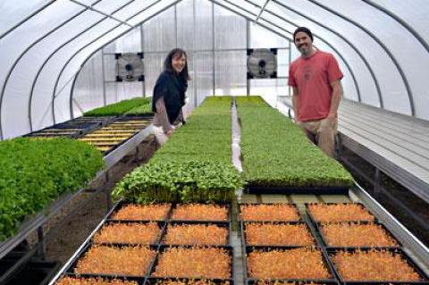 Marsha LaTessa and Brendan Davison plan to increase Good Water Farms’ year-round production of microgreens, which they deliver now to retailers and restaurants around the East End and in New York City.