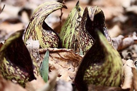 Skunk cabbages have been blooming, a sure sign that spring is on its way.