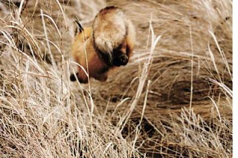 A red fox leaped into the reeds at Fresh Pond in Amagansett. The local fox population is booming, and for now is free of mange.