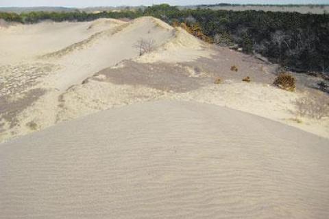 There it was, almost de novo, a new walking dune carved out of the sands of northeastern Napeague.