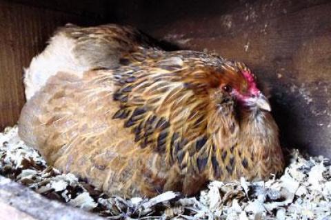 Which came first? An Amagansett hen practiced the art of production.