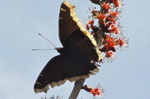 The mourning cloak butterfly is the first butterfly by a long shot to make its appearance here each year.