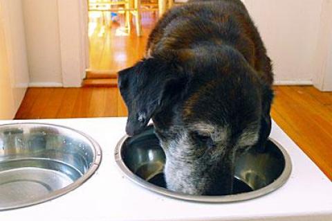 What dogs enjoy eating and what is good for them can differ as much as it can for humans.