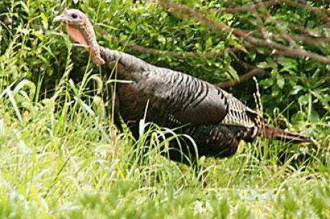 Benjamin Franklin wanted the wild turkey to be the country’s official bird. Hmm.