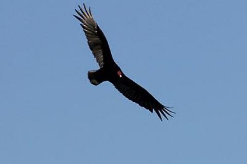 A turkey vulture, eyes on a deer carcass, circled low over the Culloden Preserve in Montauk.