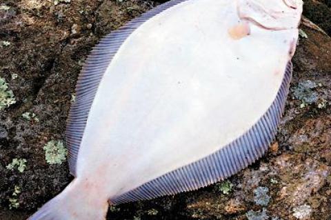 Peter Spacek caught this nine-pound fluke from his kayak off Ditch Plain in Montauk.