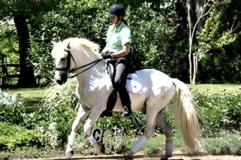 Wick Hotchkiss, on Tome above, won a gold medal from the United States Dressage Federation in Wellington, Fla., last winter, acknowledging her mastery in equine sport’s most difficult discipline.