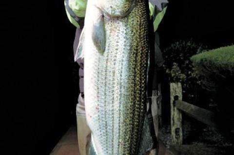 Ben McCarron, a Montauk surfcaster, caught this impressive 44.7-pound striped bass under the Montauk Lighthouse on Saturday.