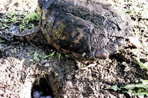 A snapping turtle laid her eggs in a safe spot at East Hampton’s Nature Trail last week.