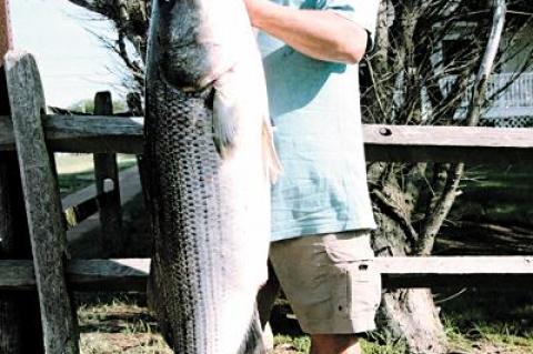 Inspired by the work of Mike Coppola and John Bruno, Bill Jakob fished through the night on Saturday and came up with this 48.7-pound striper to top the leader board in the Montauk SurfMasters spring tournament.