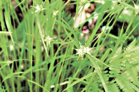 The South Fork may have more species of sedge than any other part of Long Island or the state, including the Carex intumescens, or greater bladder sedge.