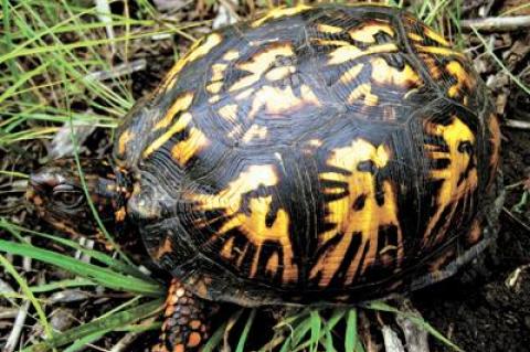 Eastern box turtles seem to be a rarer sight on the South Fork in recent years. Here, one was photographed laying eggs.