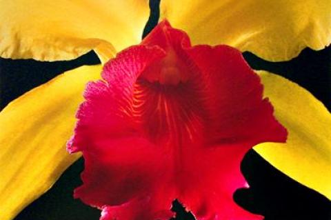 “Orchid,” a dye-transfer print by Robert Mapplethorpe, will be one of the offerings in Vered’s annual silent auction at the East Hampton gallery through Sunday.