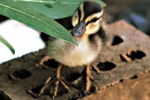 One of 11 ducklings hatched in an enclosed courtyard at the East Hampton Library that will likely have to be caught and relocated by hand when they have grown in size.