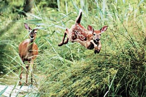 In our columnist’s opinion, one of the most serious charges against deer — that they are destroying the South Fork’s low woodland vegetation — is off the table.