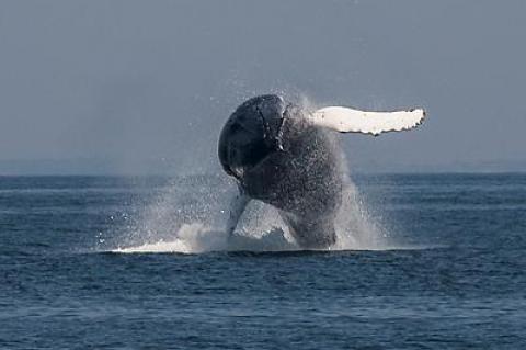 On an offshore trip with Sea Turtle Dive Charters out of Montauk, a humpback whale launched itself out of the water, then returned, white pectoral fins spread wide, for an awesome splashdown.