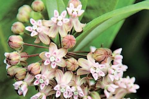 The white, milky sap of Asclepias syriaca, or common milkweed, would do most of us in if we ate it.