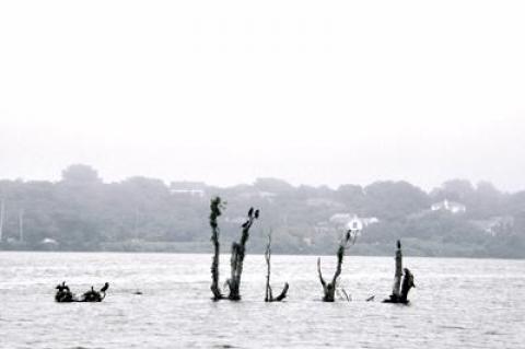 A now-submerged island in the northwest part of Fort Pond in Montauk was so high and dry 90 years ago that the remnants of an upland forest grew there.