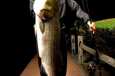 Mike Milano jumped into the lead in the Montauk SurfMasters tournament for striped bass over the weekend with this 38.08-pounder.