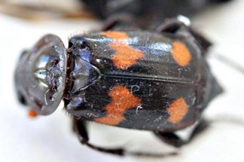 The federally-endangered American burying beetles found by Stuart Vorpahl in East Hampton recently are a species thought to be extinct in New York.