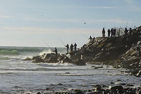 Surfcasters kept casting as they waited for striped bass to move closer to shore just after dawn at the Montauk Lighthouse on Friday.