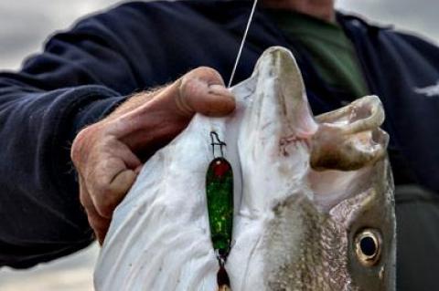 Steve Kramer of Montauk caught this 20-pound striped bass using a Hopkins lure that belonged to the late Percy Heath.