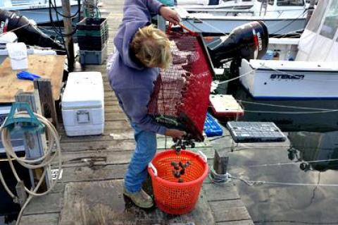 Chris Miller of the West Lake Marina poured hermit crabs, which he calls “blackfish crack,” into a basket for a charter captain Tuesday.