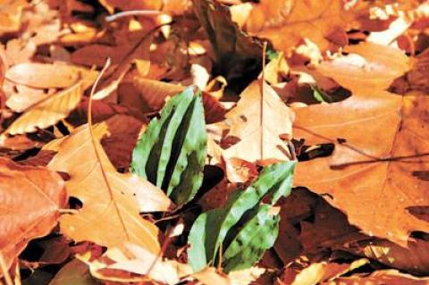 The leaves of the rare cranefly orchid peek out from the fallen leaves in Moore’s Woods in Greenport. The orchid flowers in the spring and leafs out in the fall.