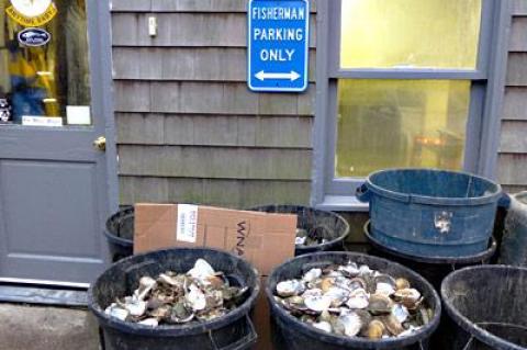 The empty shells filling the pails outside the Lester family’s shop off Abraham’s Path in East Hampton announce that the scallop season has begun.