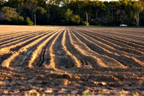 Once the glacier stopped its advance and began to retreat to the north, its meltwaters ran easterly to the Peconics and south to the sea, carrying with them fine soil particles to form alluvial fans that ultimately became flattish productive farmland.