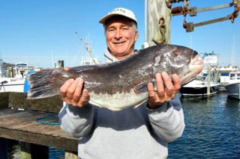 The blackfish Ed Rennar caught on the south side of Montauk Point last week missed the record blackfish by only a few ounces, weighing in at 10.65 pounds after two days in a pen. Had it been weighed when caught, it probably would have set a new record.