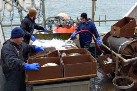 The crew of the Endorphin packed out the catch Sunday morning at Inlet Seafood. The vessel lost power and was towed by the Coast Guard to Montauk from 86 miles offshore near Atlantis Canyon.