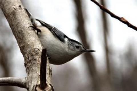 Among the 110 bird species spotted during the annual Christmas Count was the white-breasted nuthatch.