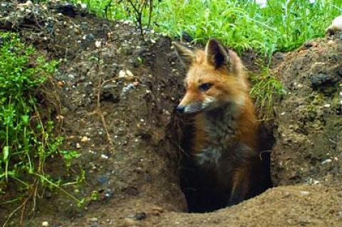 The Star’s nature columnist predicts that in 2014 the local red fox population will almost reach its peak before succumbing to the mange that thinned its population to near zero in the late 1990s.