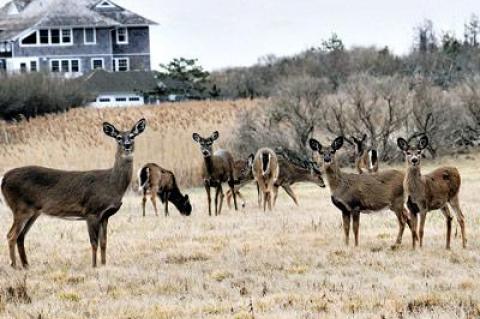 Wildlife advocates who oppose East Hampton Town and Village’s planned deer cull will hold a demonstration on Saturday.