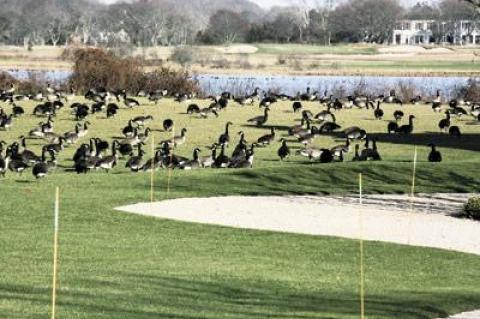 As per usual on the New York State Waterfowl Count, Canada geese stole the show, with one group counting at least 9,000 of them on the ponds from Bridgehampton to East Hampton.