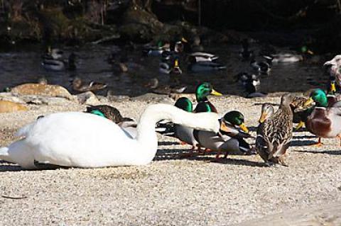 Mute swans like this one at the nature trail in East Hampton Village would be eradicated in the wild by 2025 under a proposed state plan.