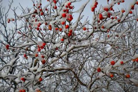 When other forage becomes scarce in winter, birds can turn to the berries that remain on shrubs despite a coating of snow and ice, such as the winterberry holly.