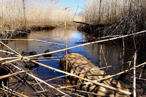 A dilapidated culvert on Alewife Brook in Northwest has blocked an annual fish-spawning run to Scoy Pond.