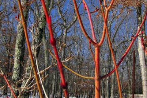 Snakebark maple Phoenix.