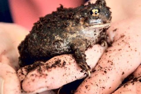 The spadefoot toad digs itself out of the earth and begins its nonstop “crowing” in temporary ponds like the ones found in the slacks between dunes in Amagansett.