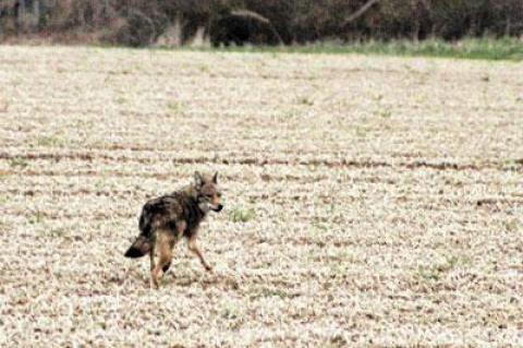 Coyotes, like this one photographed Friday morning by Dell Cullum, look similar to German shepherds, but are half their size, according to the state’s Department of Environmental Conservation.