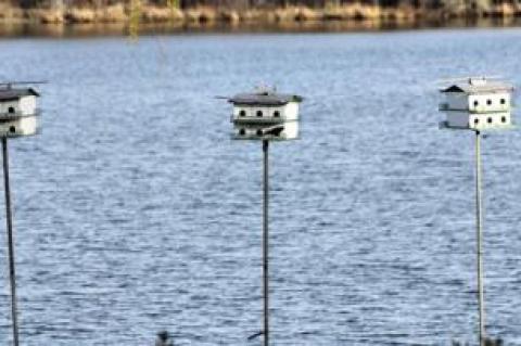 Birdhouses at Fort Pond Bay in Montauk provide nesting spots for purple martins.