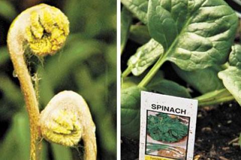 Spring is a time when weeds and ferns join more traditional fare such as spinach on the menu.