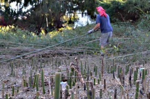 An expanse of razor-sharp bamboo stumps waited to be excavated in a difficult and expensive effort to remove the plant from a Montauk property.