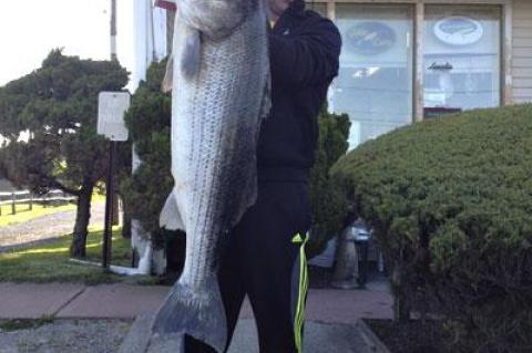 Of the larger stripers caught in local waters over the weekend, Mike McDermott’s was king, weighing in 54.12 pounds.